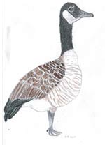 Canadian Goose