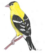 Gold Finch