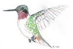 Humming Bird