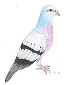 Pigeon