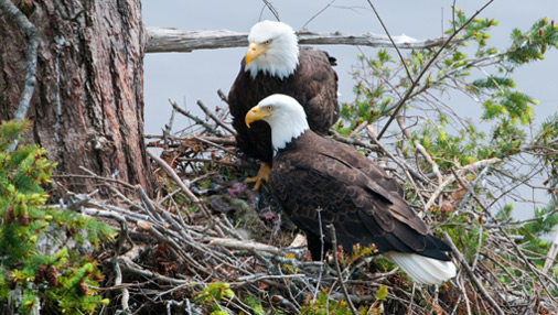 Bald Eagles in Pittsburgh PA