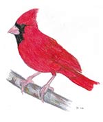 Cardinal