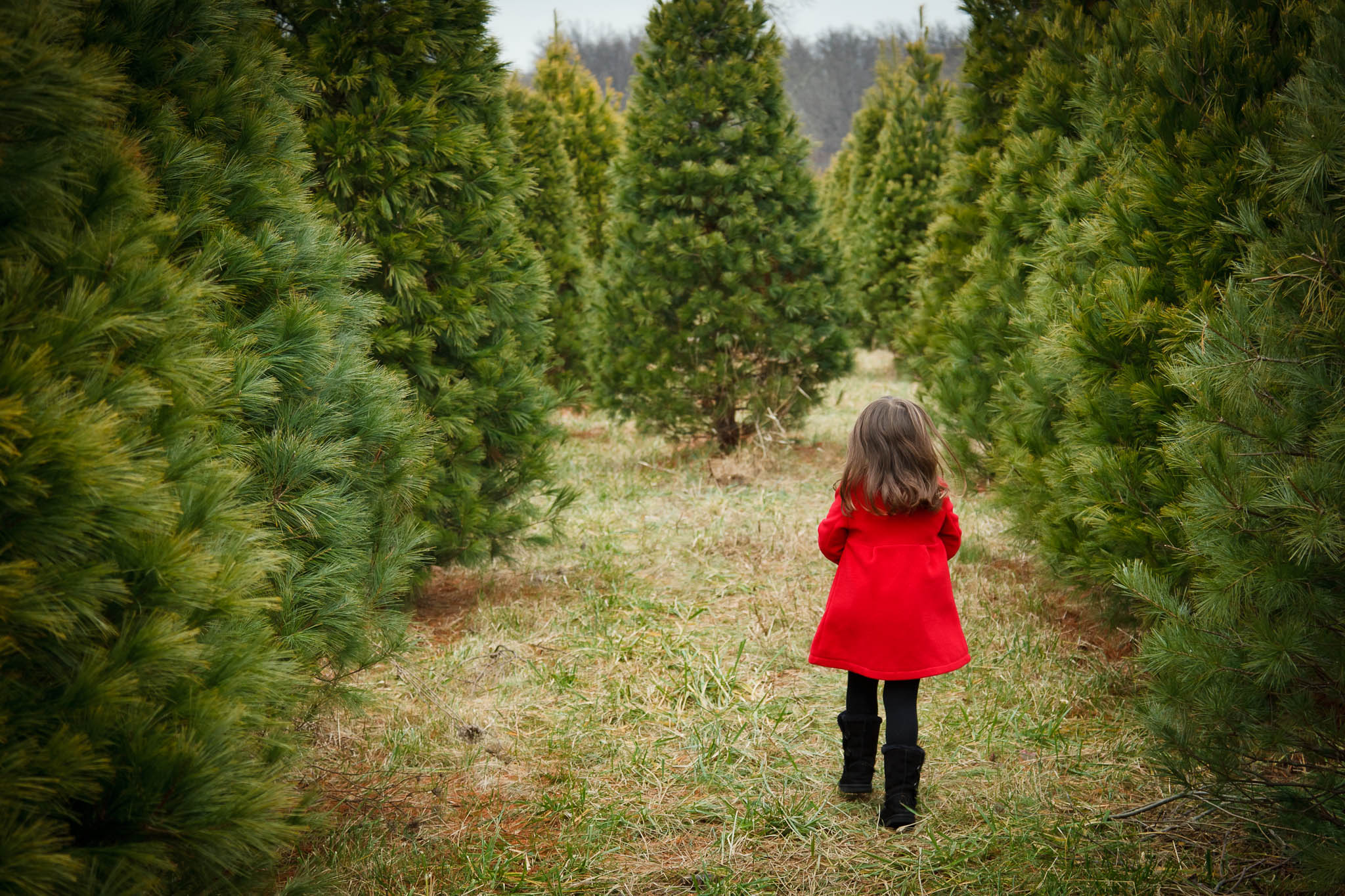 Cut down christmas tree deals near me