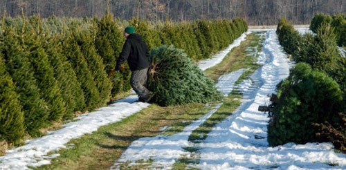 Cutting Down Your Own Christmas Tree in the Pittsburgh Area