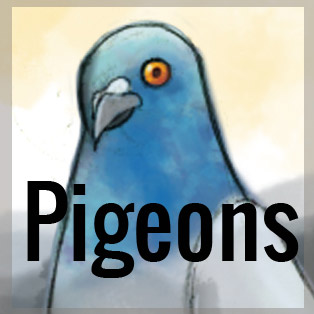 Pittsburgh+Puzzled+by+Peculiar+Pigeons